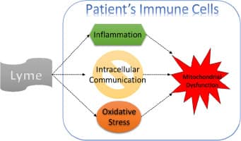 Immune System
