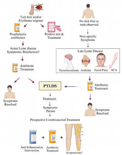Lyme Disease Fatigue Symptoms