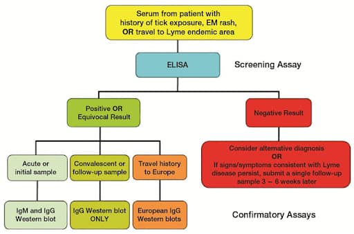 How is Lyme disease diagnosed during pregnancy