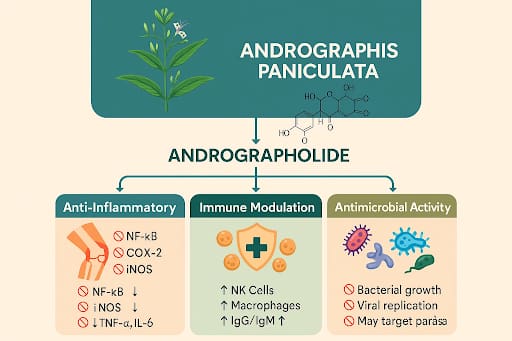 Andrographis Paniculata