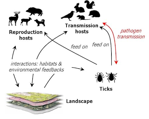lyme-disease-cycle