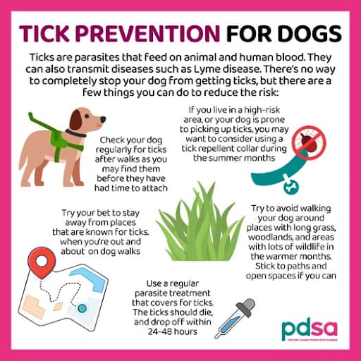 tick-prevention-for-dogs