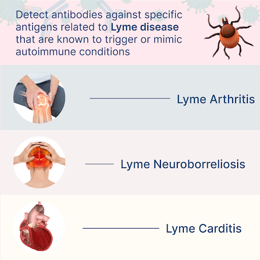 Common Autoimmune Effects of Lyme Disease
