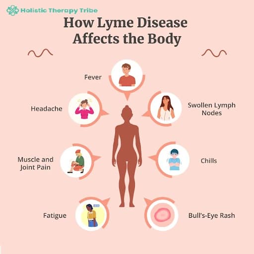 how-lyme-affects-the-body