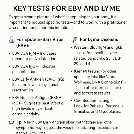 key-tests-for-ebv-and-lyme