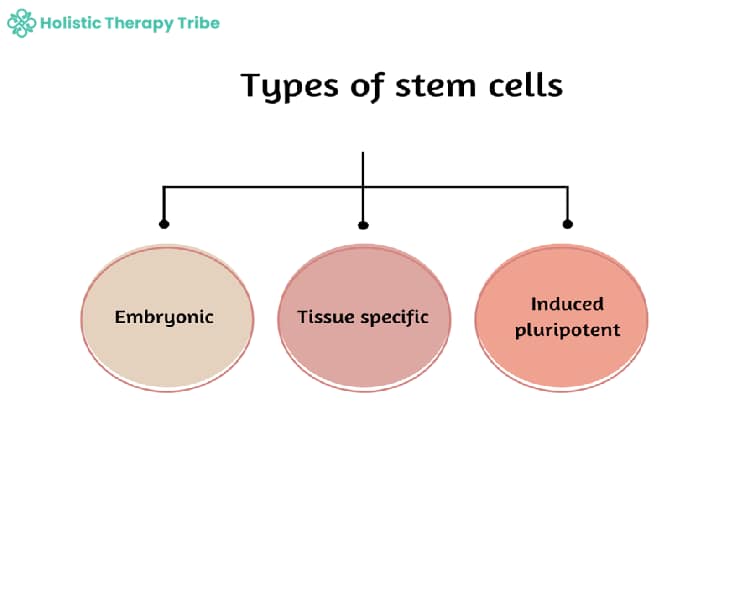 type odf stem cell