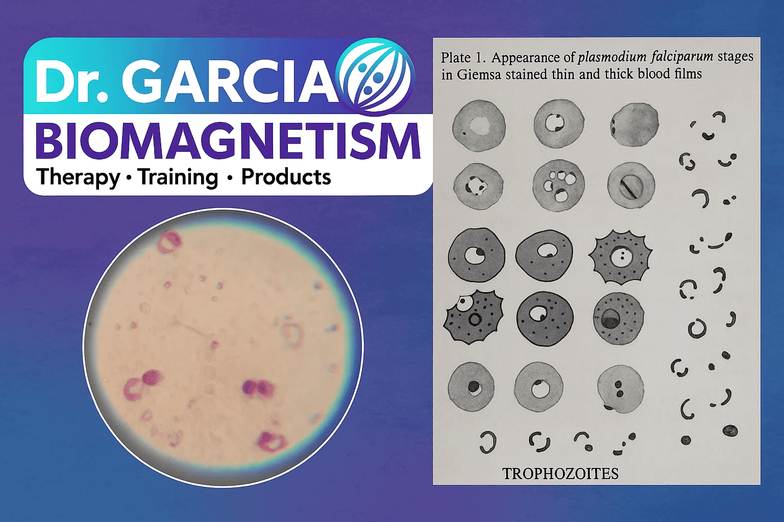 therapeutic approach in malaria