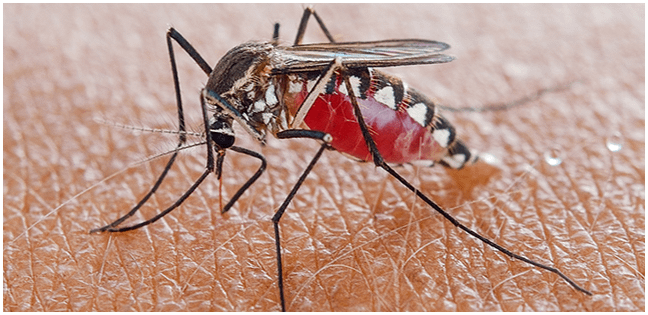 malaria