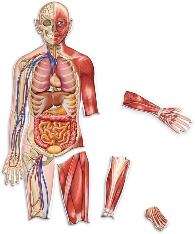 Magnetic Human Body