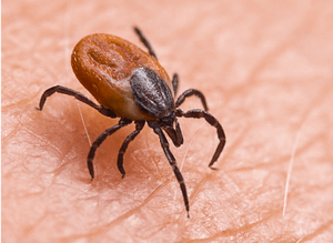 Root cause of Lyme Disease symtom