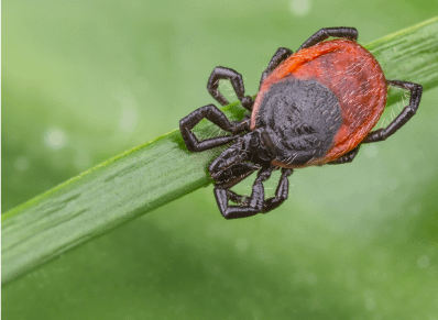 Biomagnetism is highly effective and works as the solution for Lyme disease